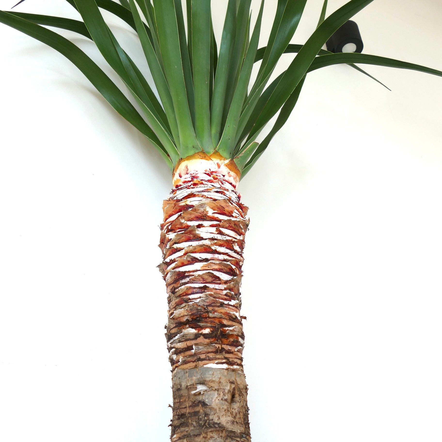 Dracaena draco potted specimen with thick trunk and long slender green leaves