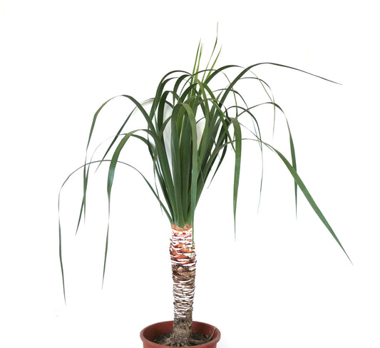 Dracaena draco slender tropical tree with long arching green leaves and textured trunk