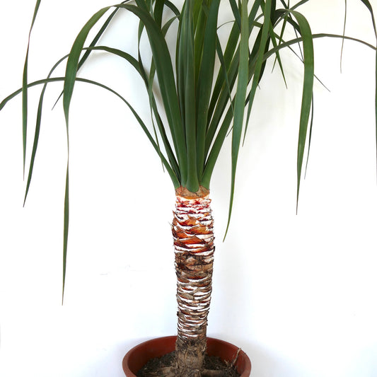 Dracaena draco tall indoor tree with slender arching green leaves and textured trunk