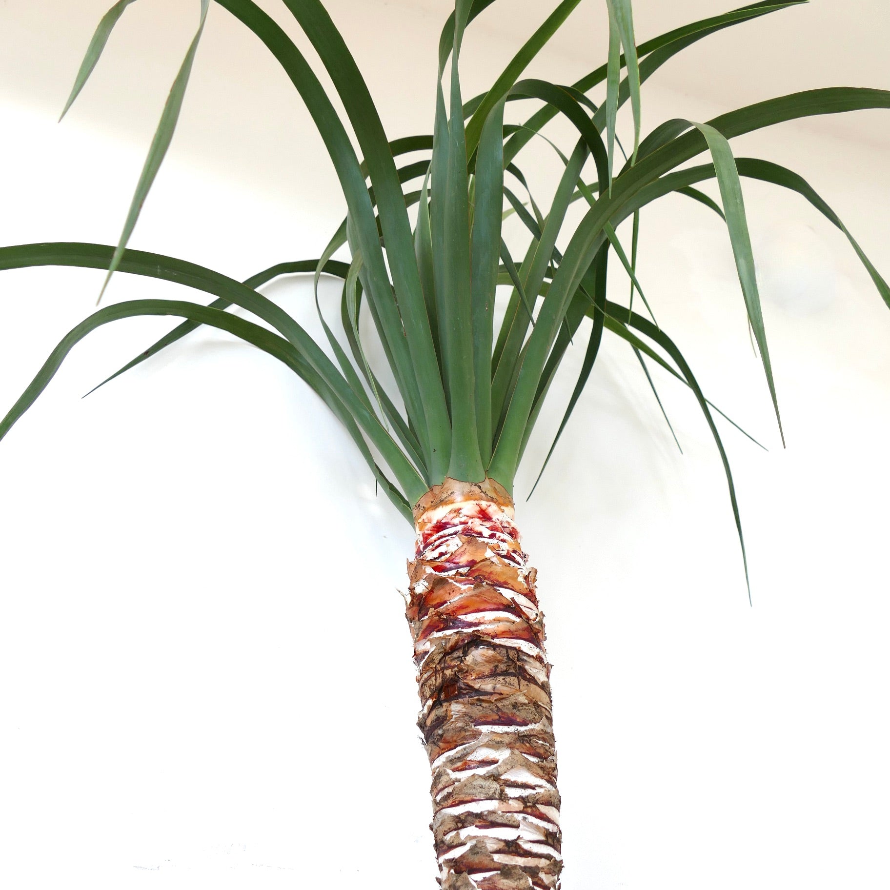 ③【希少】ドラセナ ドラコ/Dracaena draco※本物 ③【希少】ドラセナ ドラコ/Dracaena draco※本物 Amazon.com