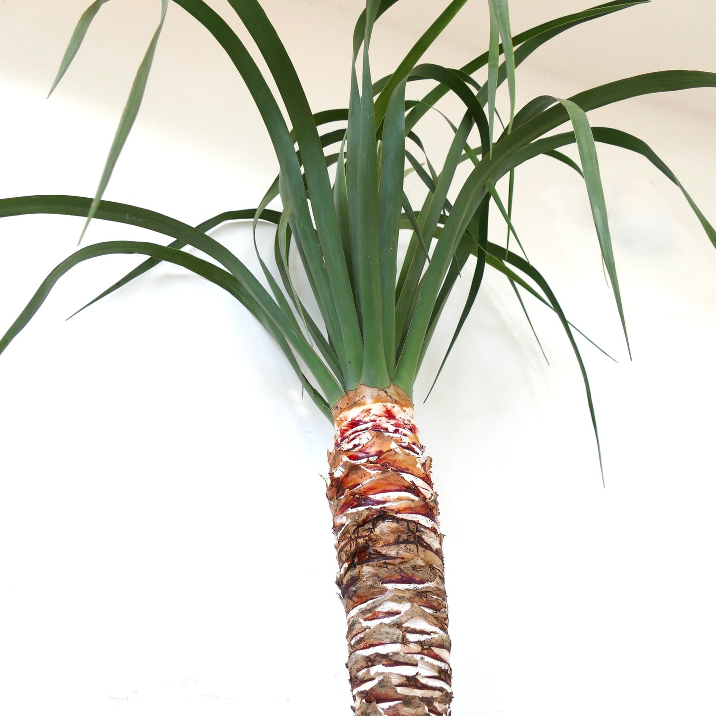 드라세나 드라코 가는 줄기에 길고 아치형인 녹색 잎 다육 식물 화분