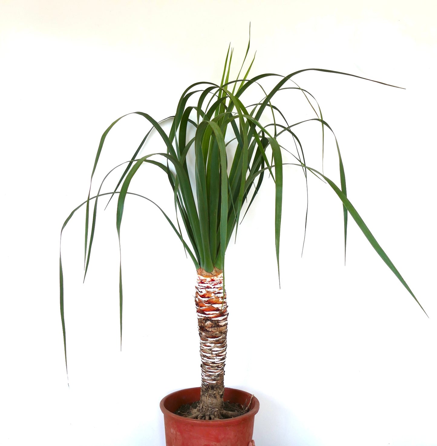 드라세나 드라코 키 큰 실내 식물, 가느다란 아치형 녹색 잎과 질감 있는 줄기