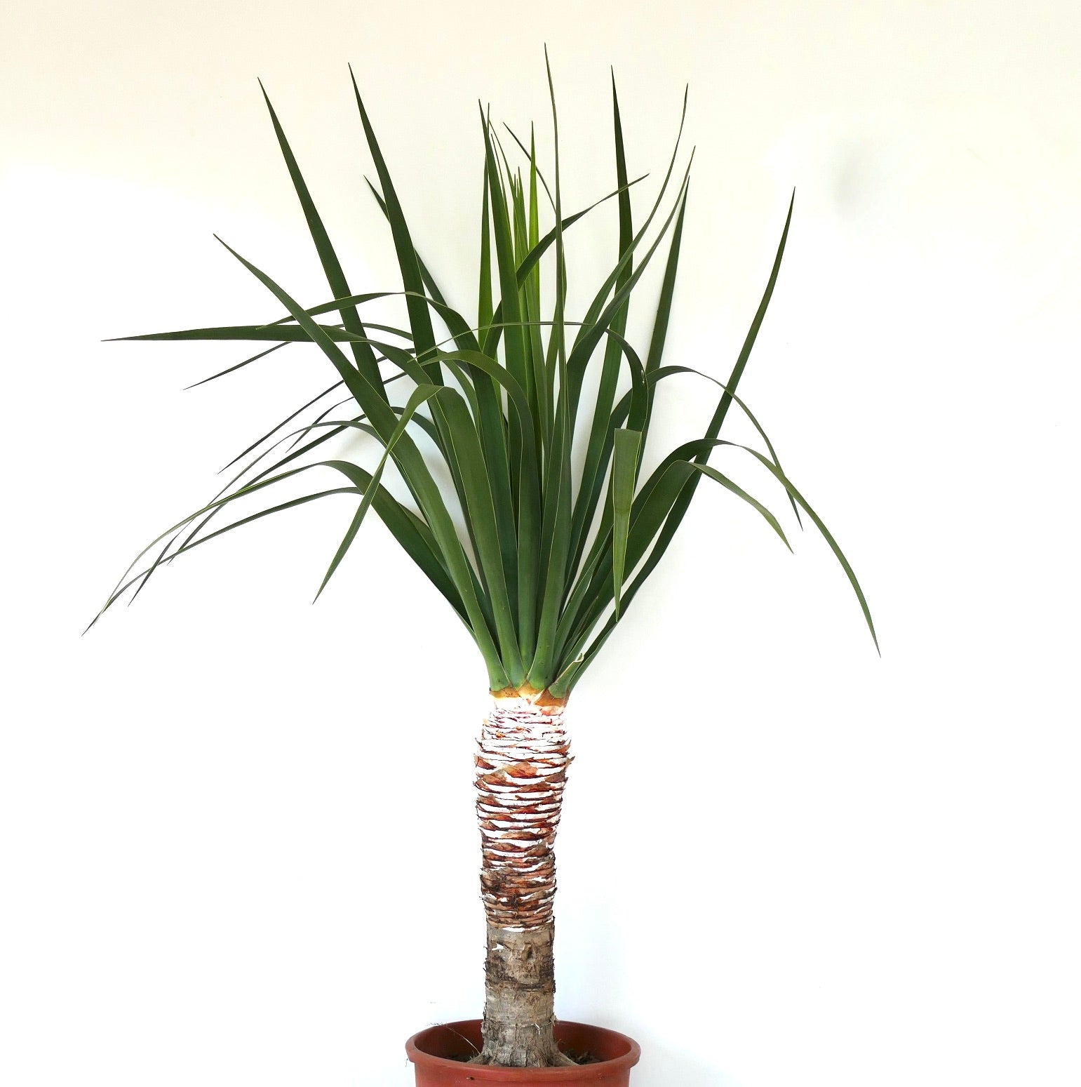 Dracaena draco | Dragon Tree | Canary Islands Dragon Tree | Buy