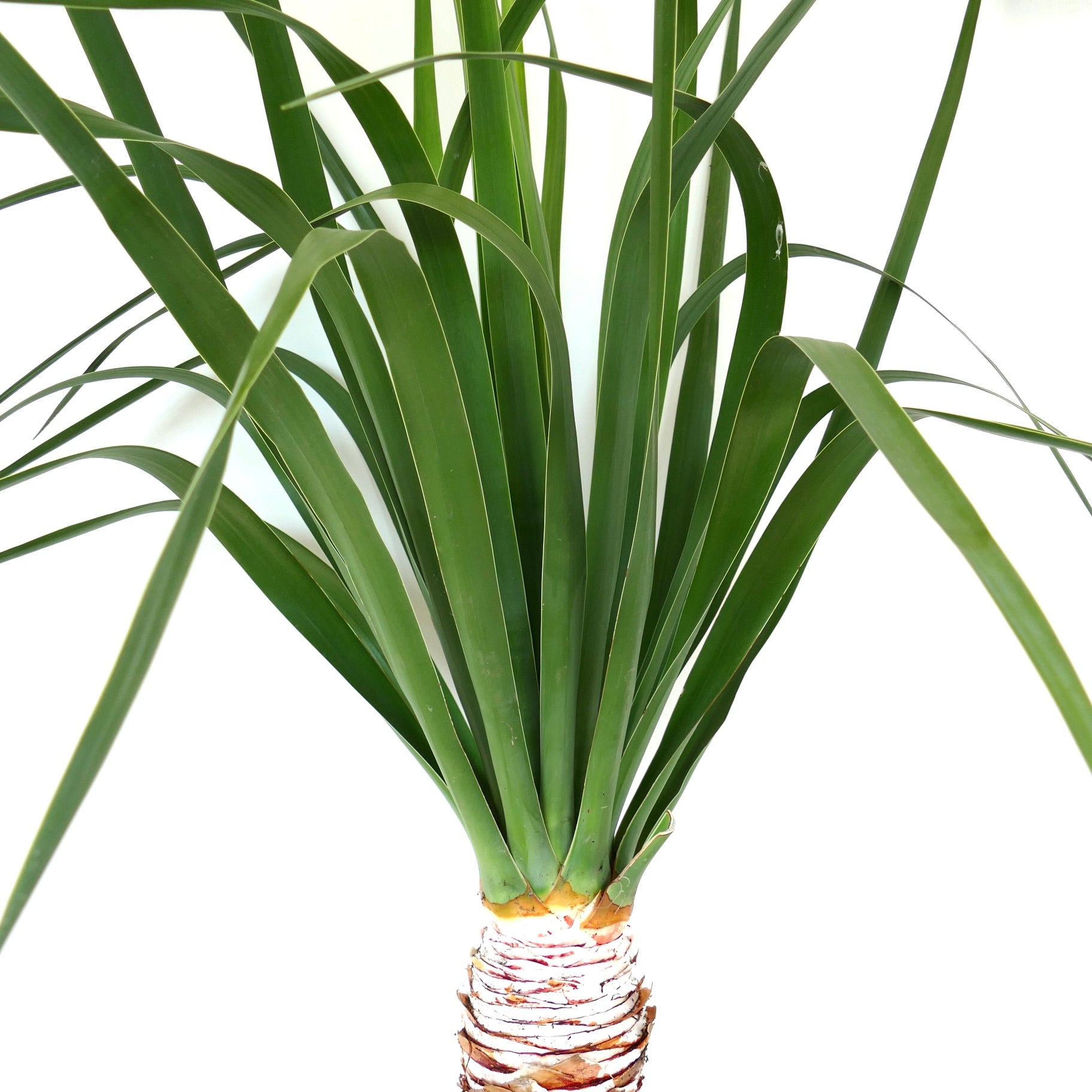 Dracaena draco | Dragon Tree | Canary Islands Dragon Tree | Buy