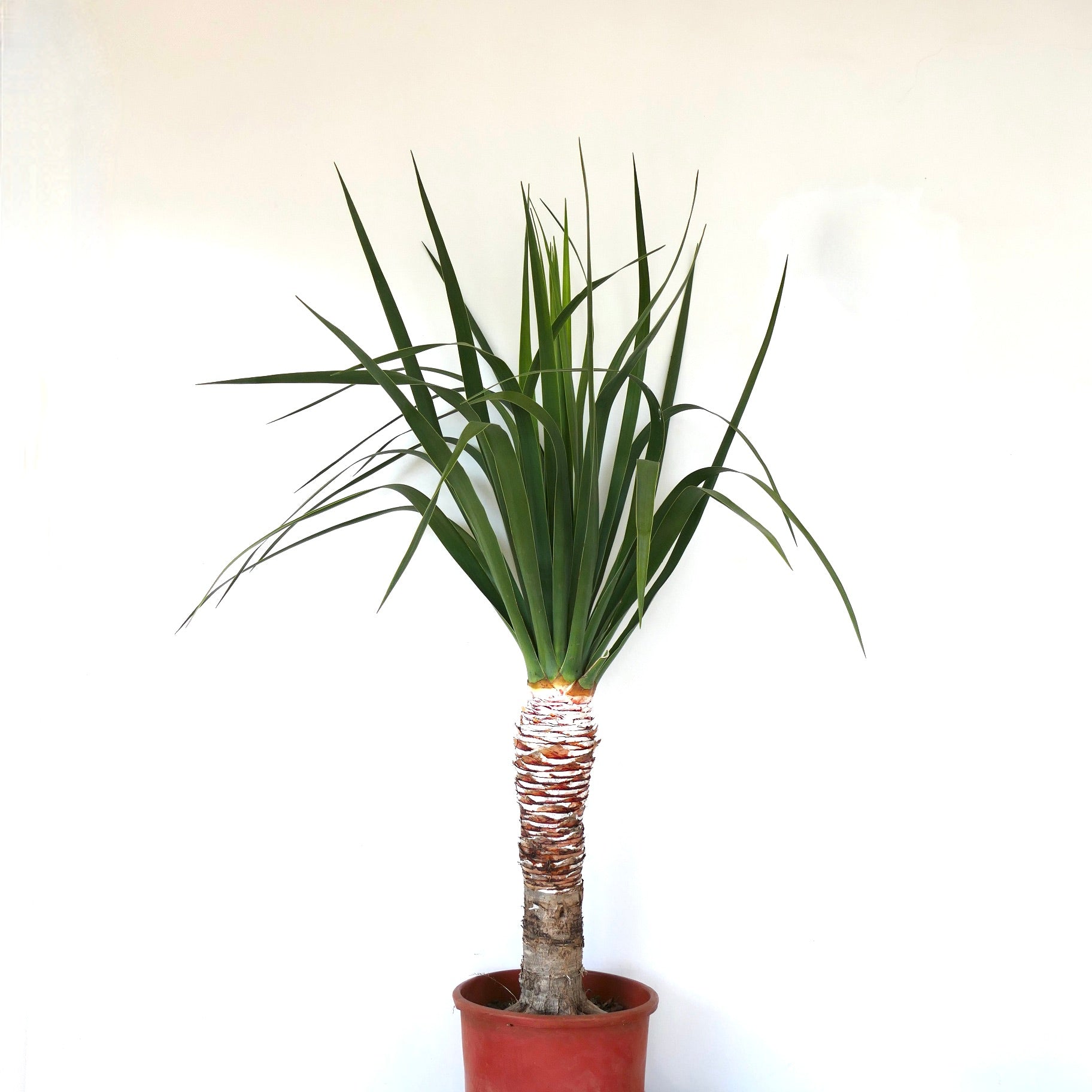 ① 【希少】ドラセナ ドラコ/Dracaena draco※本物 ① 【希少】ドラセナ ドラコ/Dracaena draco※本物