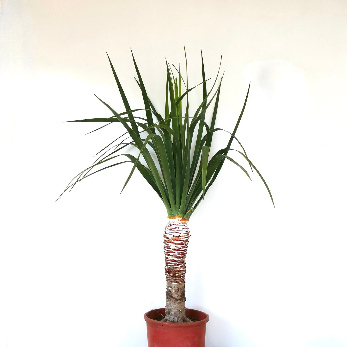 Dracaena draco tall thick trunk with long narrow green leaves plant specimen