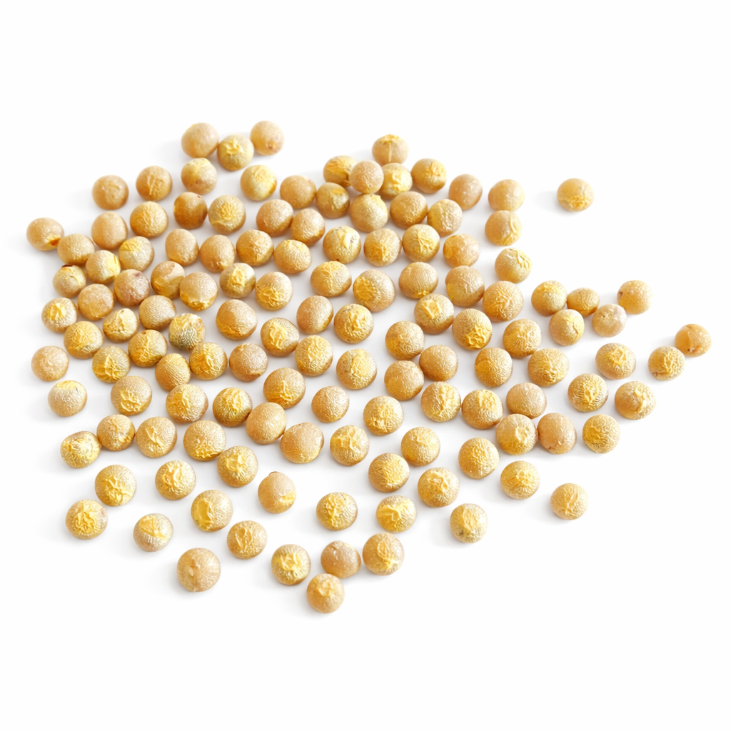 ドラセナ・ドラコ 種子 | ご自宅でエキゾチックなドラゴンツリーの美