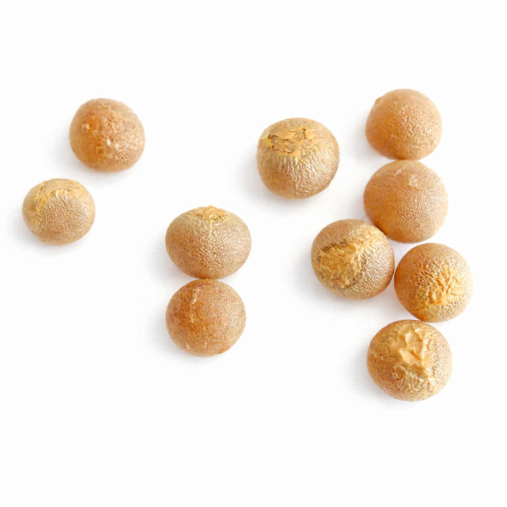 ドラセナ・ドラコ 種子 | ご自宅でエキゾチックなドラゴンツリーの美