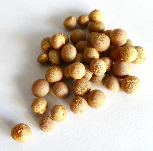 Dracaena draco round textured light brown seeds close-up on white background