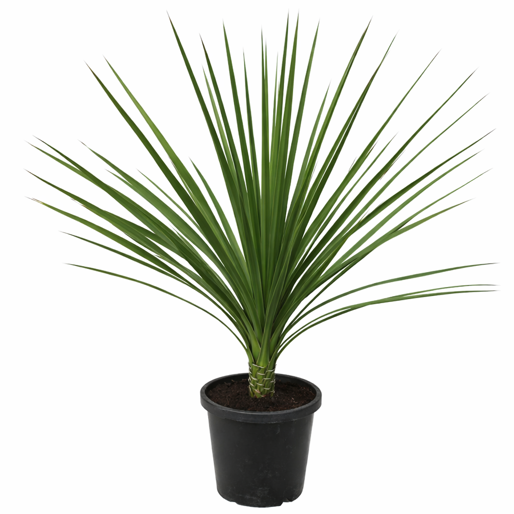 Dracaena indivisia tropiske grønne piggete blader potteplante innendørs dekorativ plante