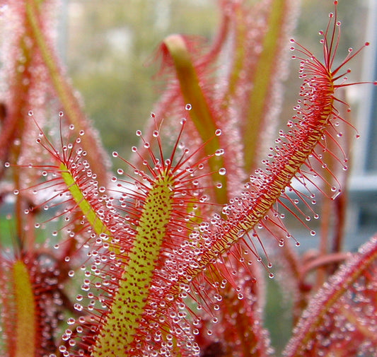 Drosera capensis 5-10cm