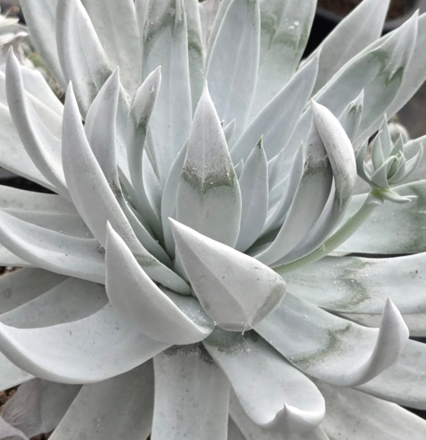 두들레야 브리튼니 두꺼운 뾰족한 은백색 잎과 장미꽃 모양의 다육식물