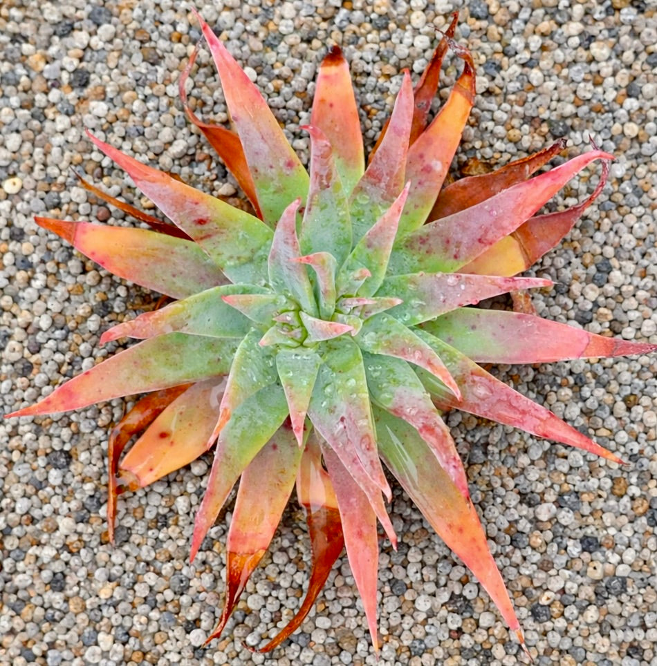 돌날개란제올라타 다육식물 로제트, 자갈 배경 위 뾰족한 녹색과 붉은빛 잎사귀