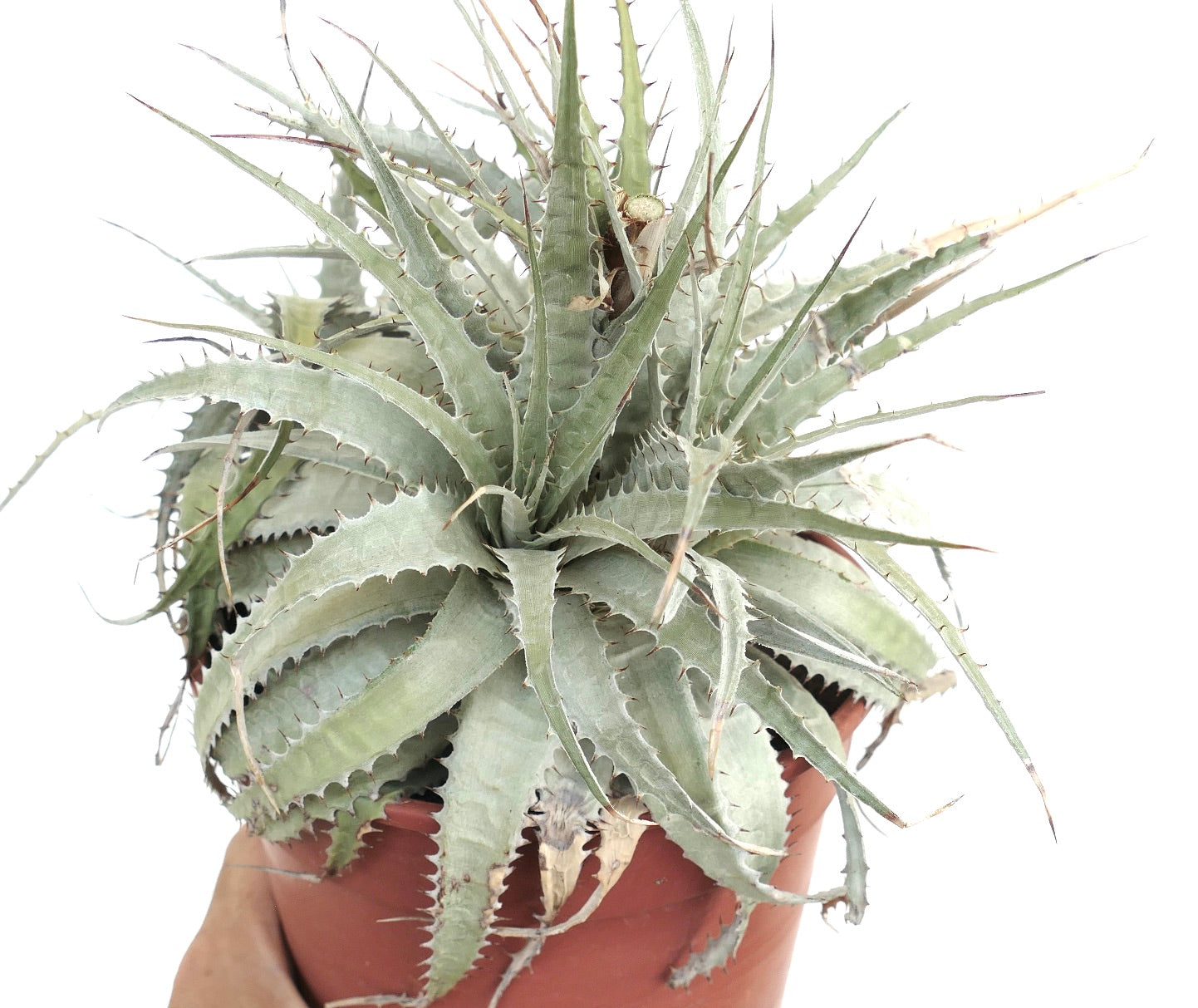Dyckia argentea Multiheads | Unique Succulent with Multiple Growth