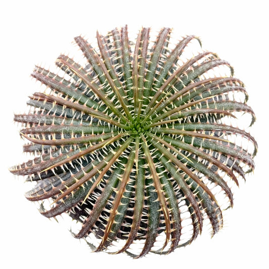 Dyckia delicata succulent rosette with spiny, ribbed leaves and green to brown coloration