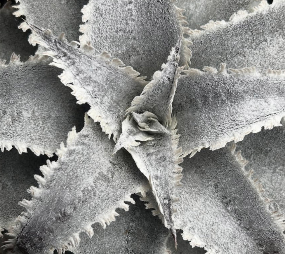 Dyckia marnier-lapostolei succulent with thick gray fuzzy leaves and serrated edges