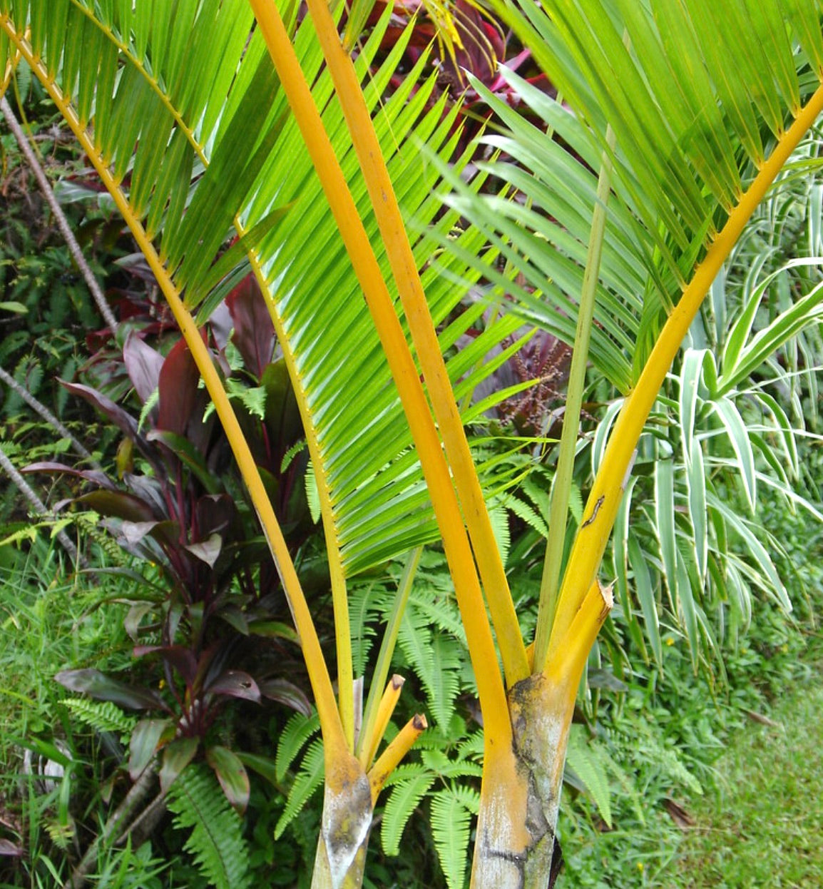 ไผ่ลาพิส ลูเทสเซนส์ ปาล์มเขตร้อนมีลำต้นสีเหลืองสดใสและใบยาวสีเขียวกลางแจ้ง