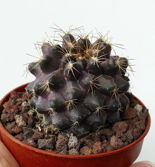 Copiapoa humilis 3ZF3