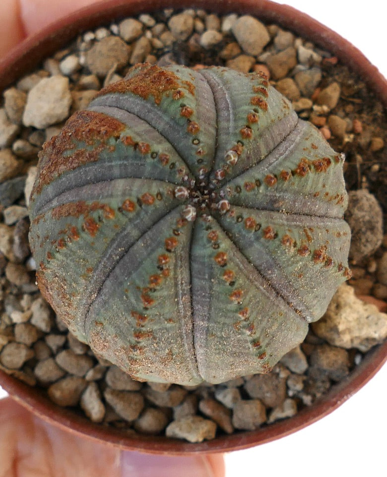 Euphorbia obesa BROWN MARKS 15