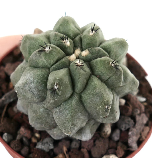 Copiapoa cinerea form KIKKO X Copiapoa hypogaea AM3