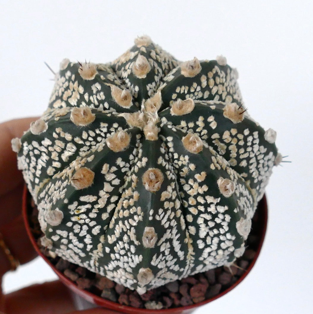 Astrophytum cv ONZUKA x SUPERKABUTO 35