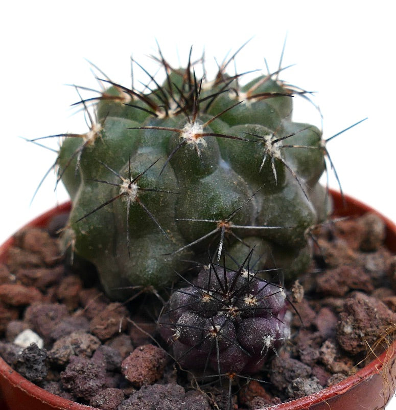 Copiapoa cinerea x atacamensis (2 seeldings) SAB22