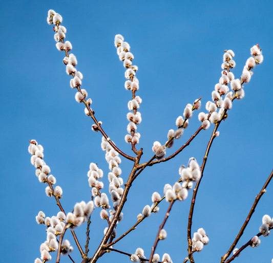 Salix caprea 40-90cm