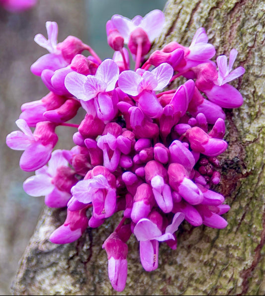 Cercis canadensis SEMI