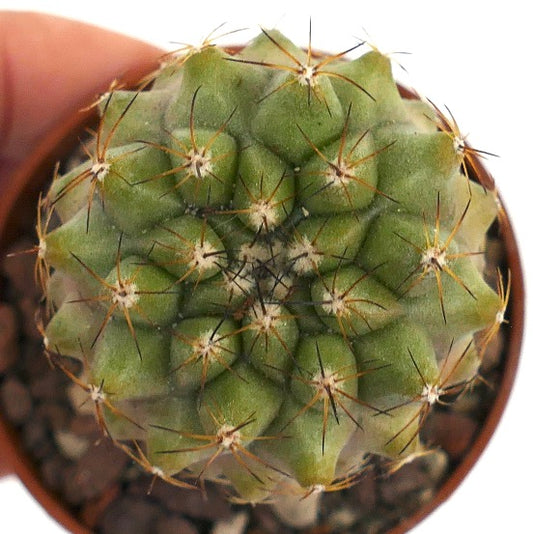 Copiapoa hypogaea X serpentisulcata 18L