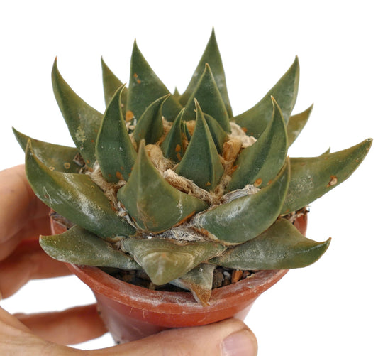 Ariocarpus trigonus var. major D8