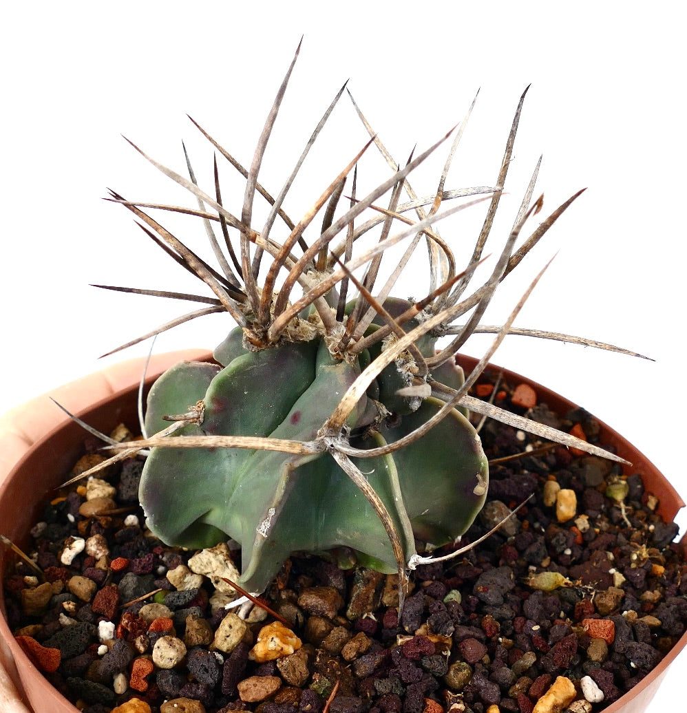 Astrophytum capricorne cv BUFFALO (syn. Taiho-gyoku) XH2