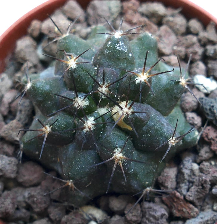 Copiapoa cinerea x atacamensis WE326