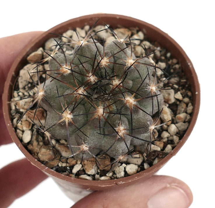 Copiapoa vallenarensis (VALLENAR south of Huasco) RMZ2