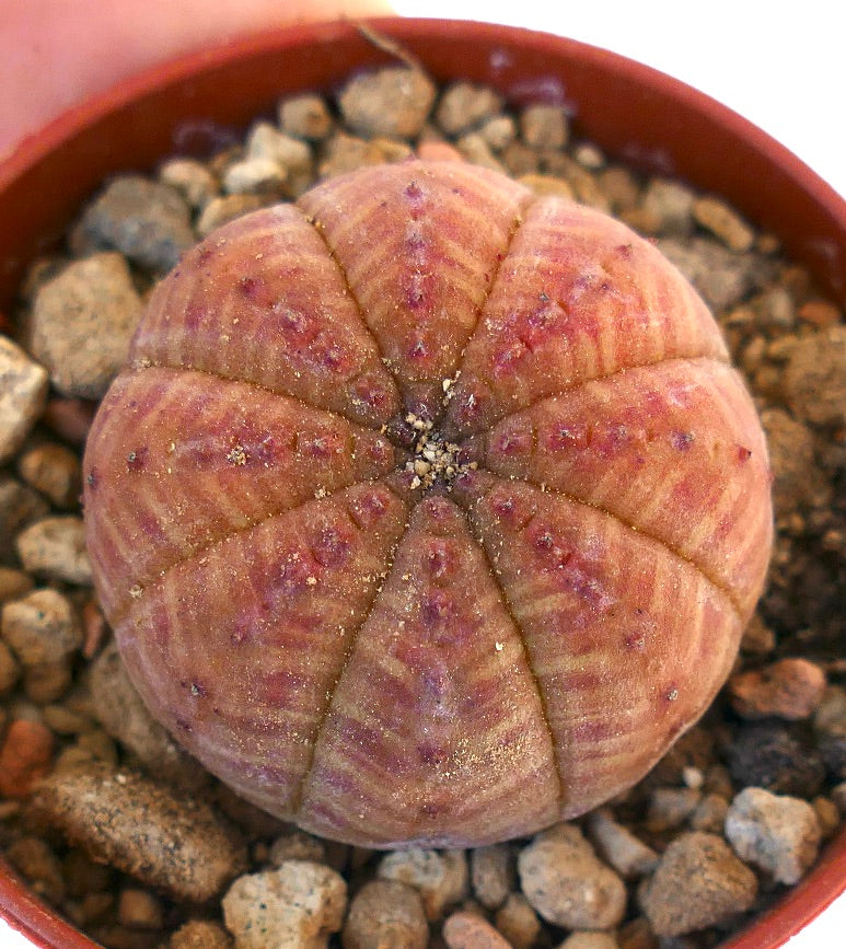 Euphorbia obesa RED BODY SEM41