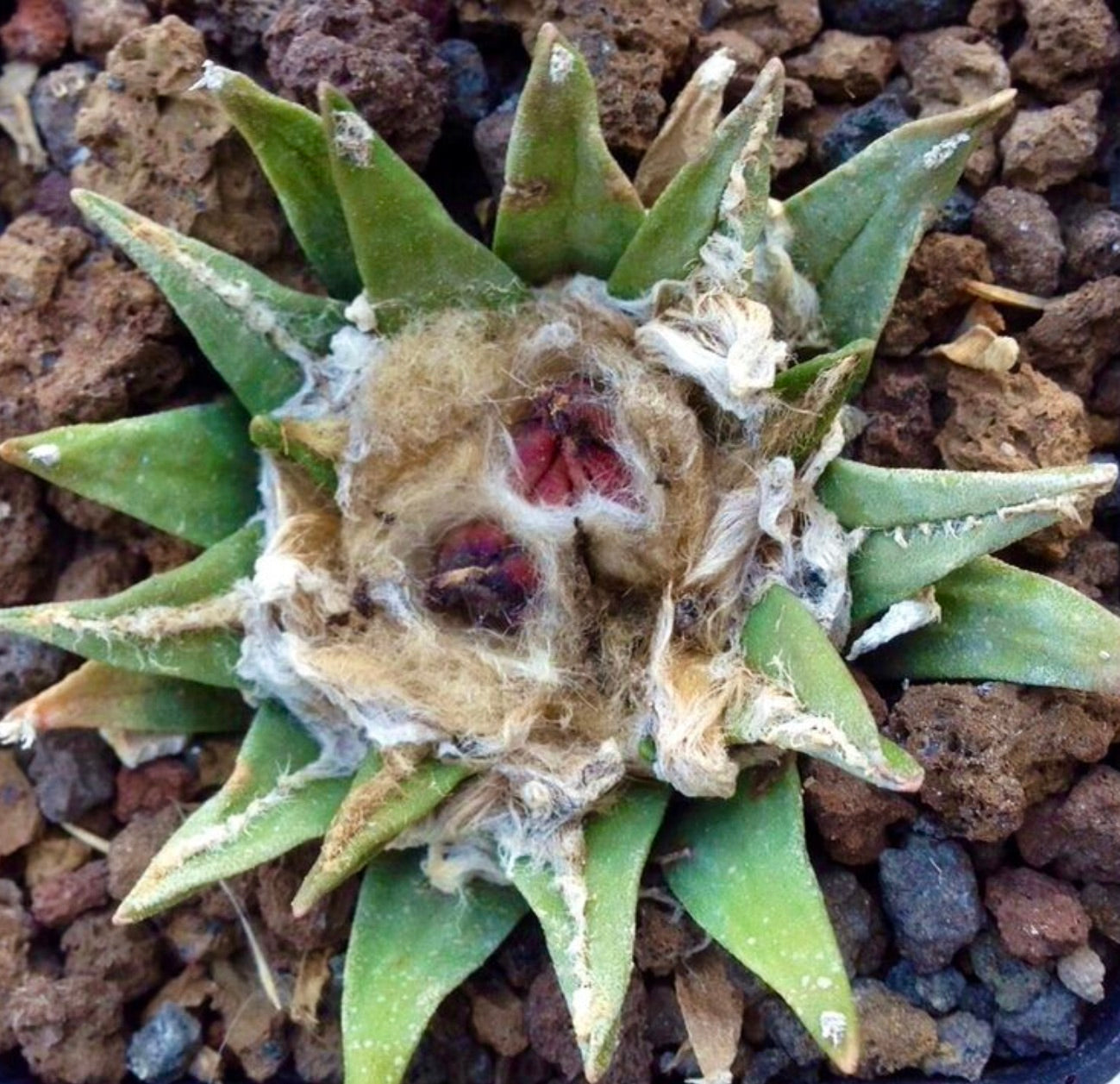 Ariocarpus agavoides X retusus SEEDS