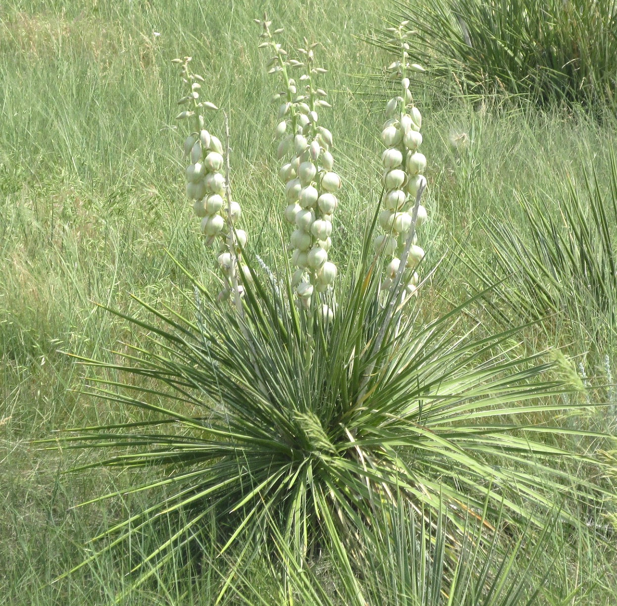 Yucca glauca 15-20cm