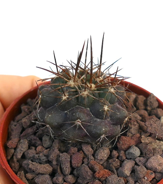 Copiapoa atacamensis WZI7