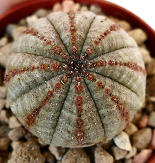 Euphorbia obesa BROWN LINES 7ZF