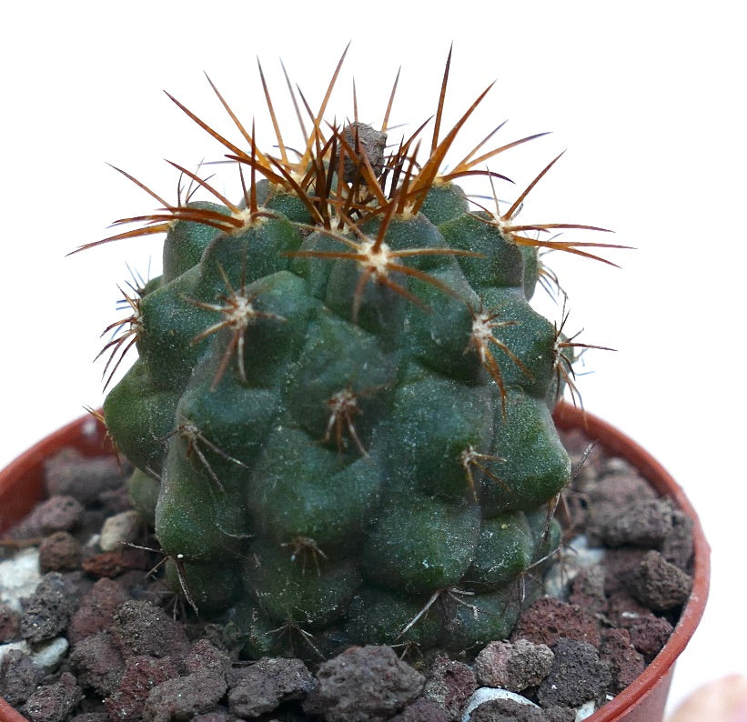 Copiapoa cinerea X Copiapoa goldii WE206