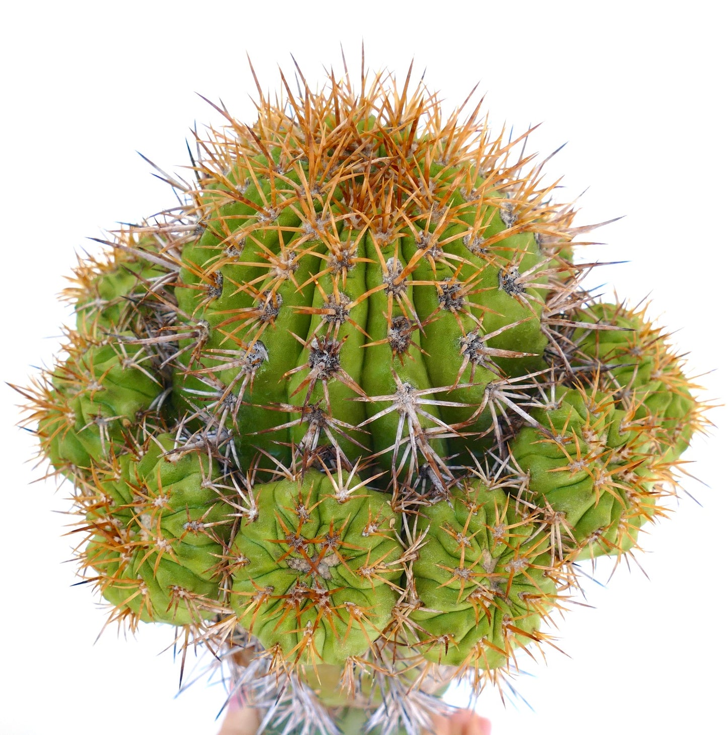 Copiapoa goldii (GRAFTED)