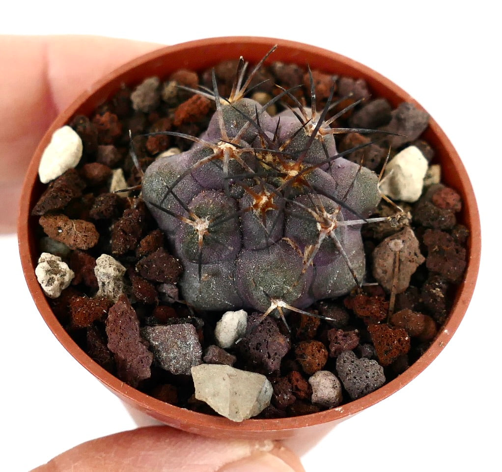 Copiapoa griseoviolacea PL3