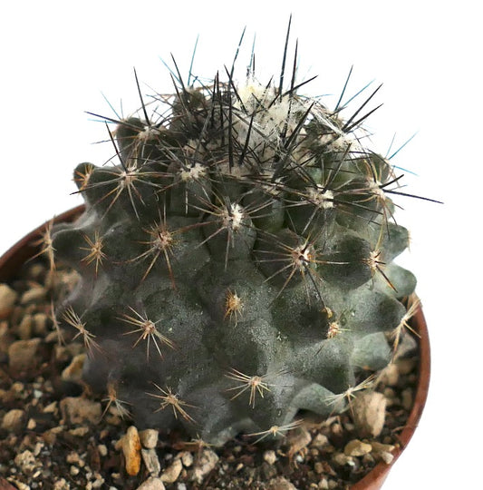 Copiapoa humilis PZ