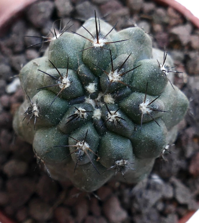 Copiapoa cinerea X humilis MPS10