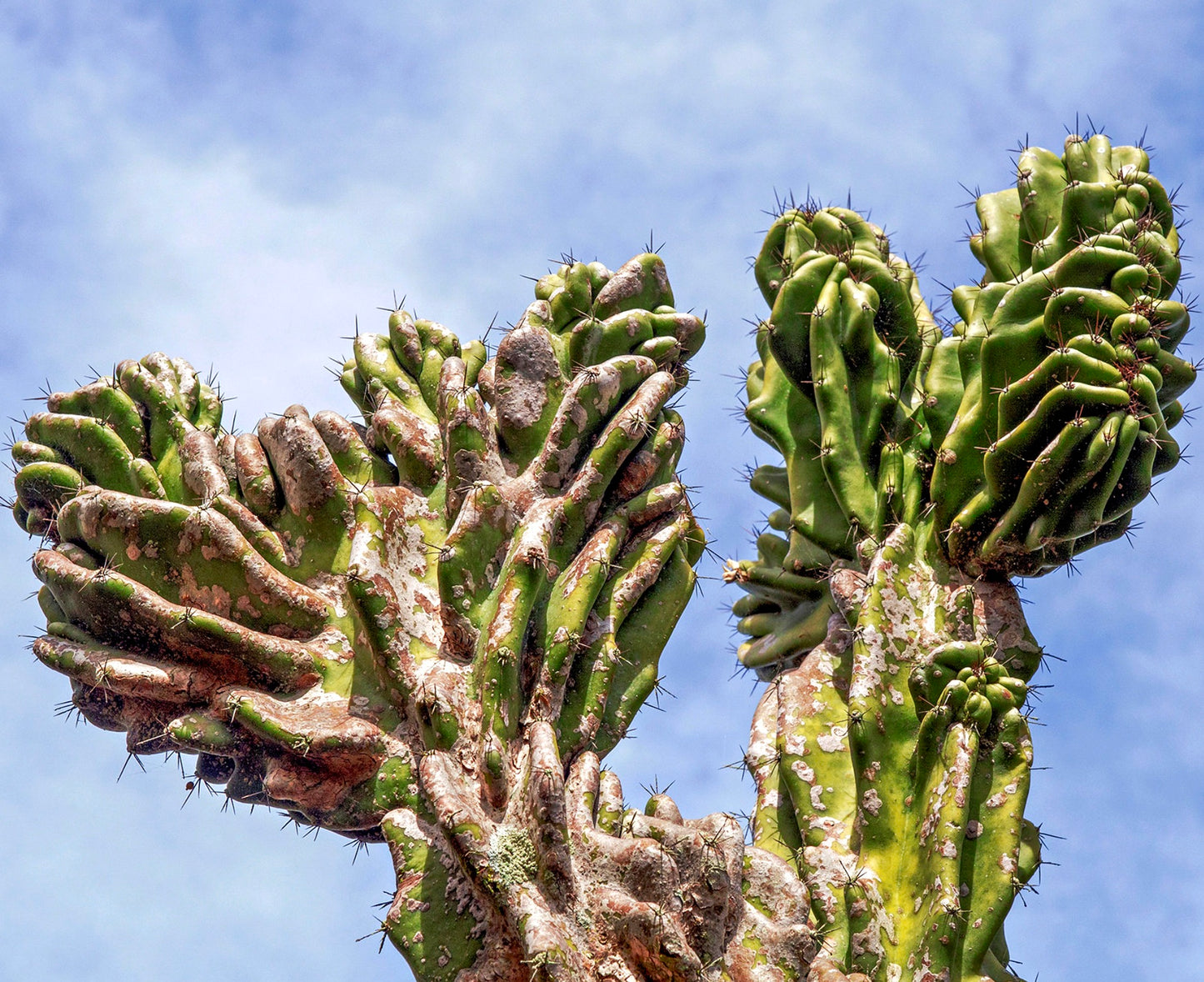 Cereus peruvianus monstruosus 30-40cm