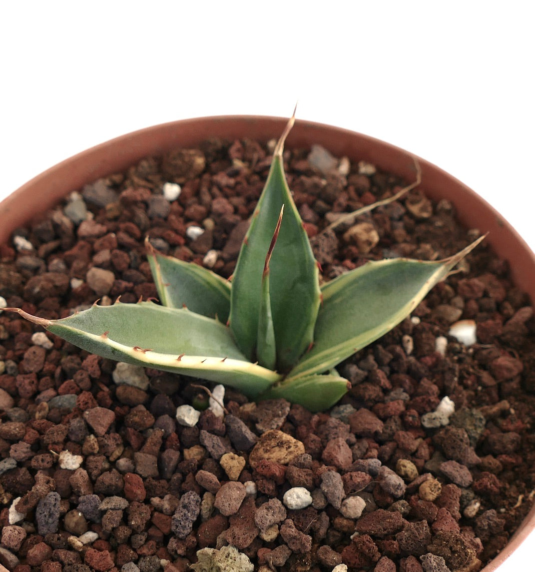 Agave asperrima VARIEGATA COZ