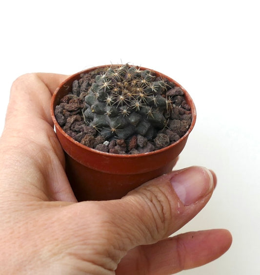 Copiapoa serpentisulcata ARCN126