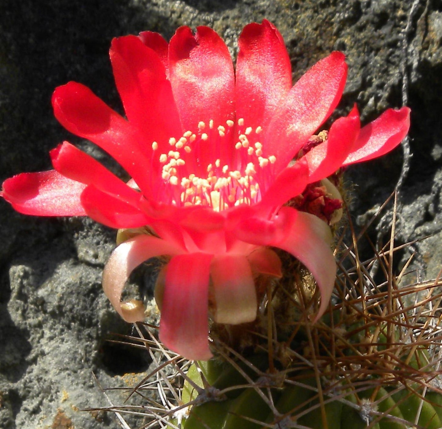 Lobivia aculeata "Cornelia" C4 SEEDS