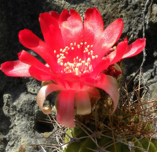 Lobivia aculeata "Cornelia" C4 SEEDS