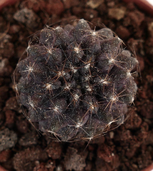 Copiapoa humilis DARK D12