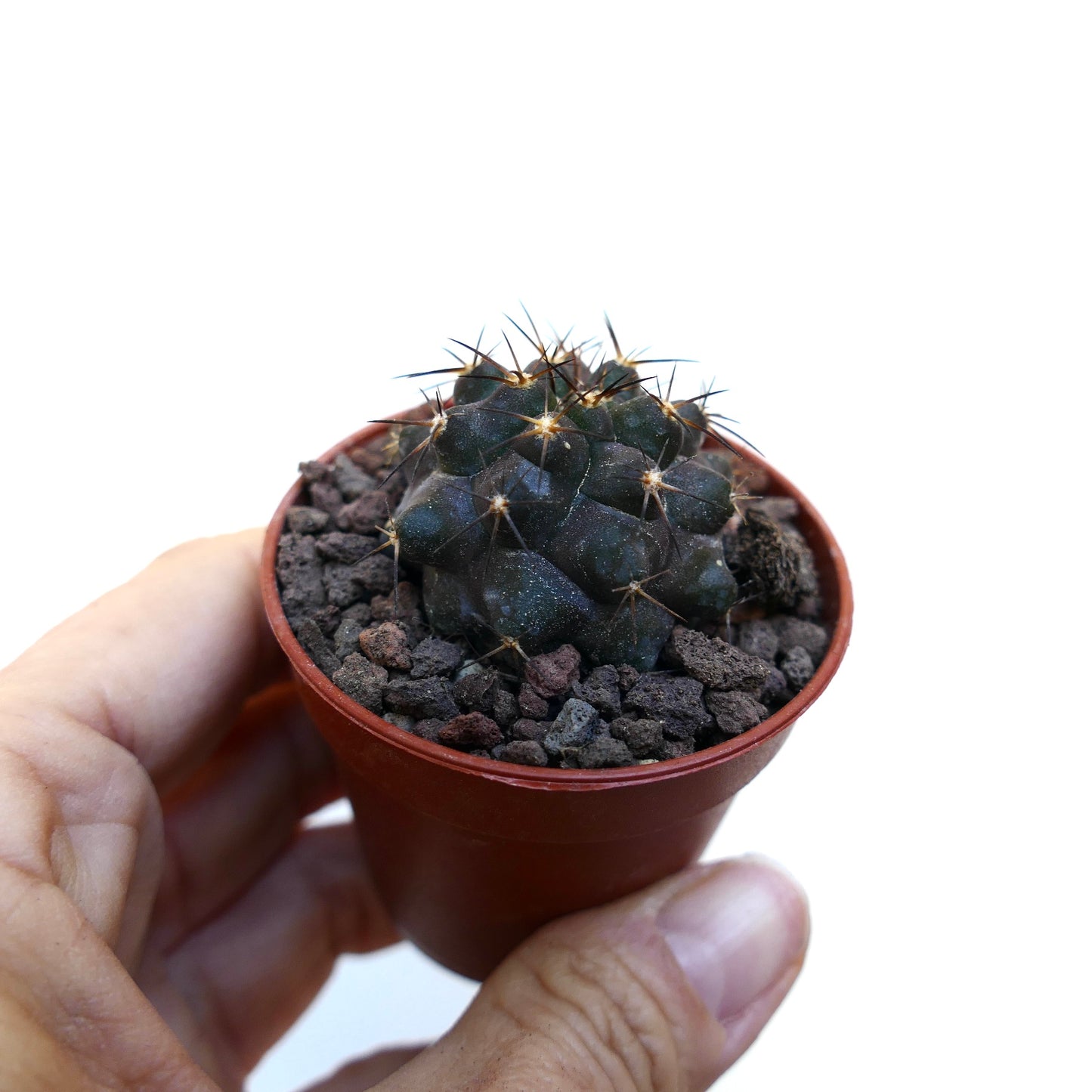 Copiapoa cinerea X Copiapoa serpentisulcata WE36